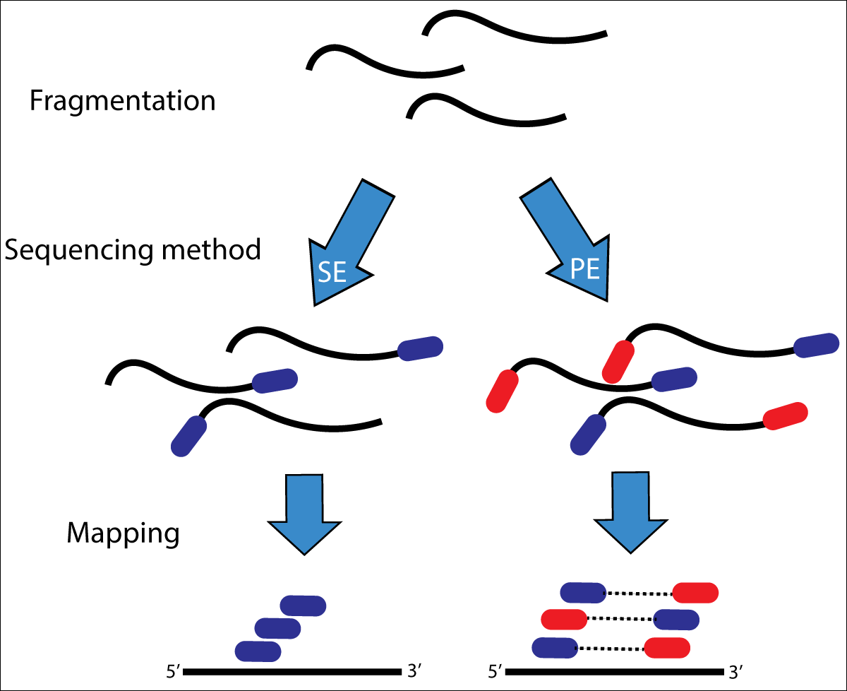 Paired end. Illumina sequencing. Mate pair sequencing.